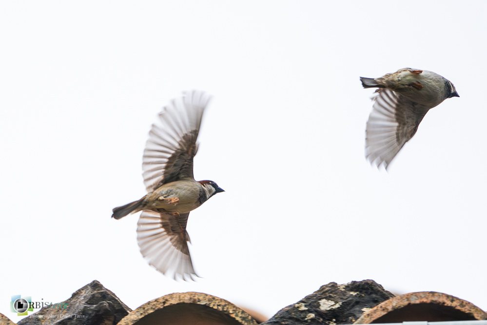 Aves, Birds, House Sparrow, Moineau domestique, Oiseaux, Passer domesticus, Passeridae, Passeridés, Passériformes, Uccelli, Vögel, faune, oiseau, verdon_43°50'13.1503