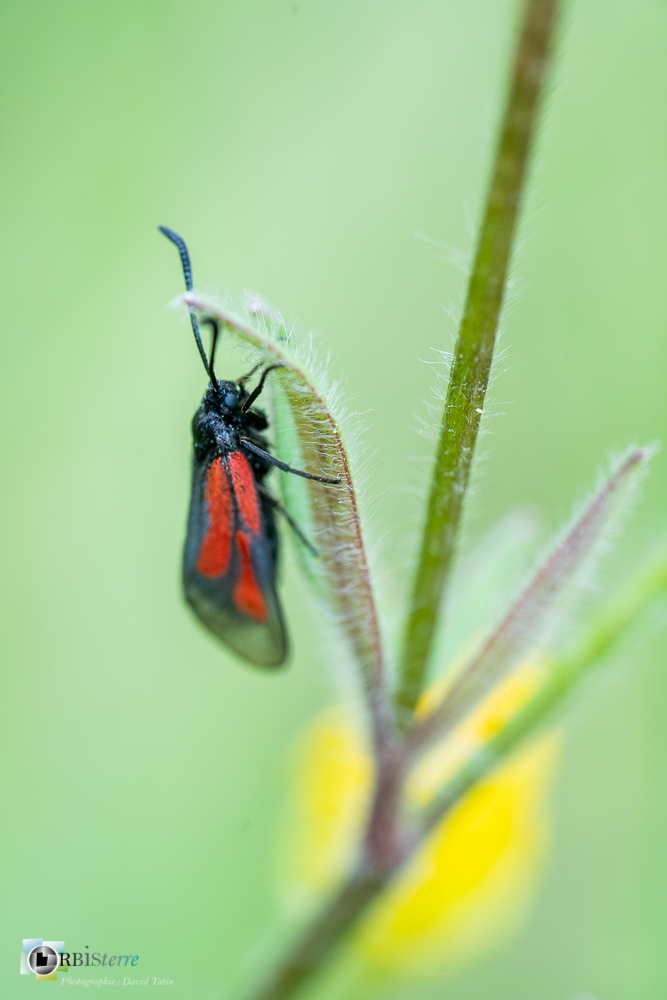 faune, insecte, lépidoptère, papillon, verdon, zygène_43°50'11.715