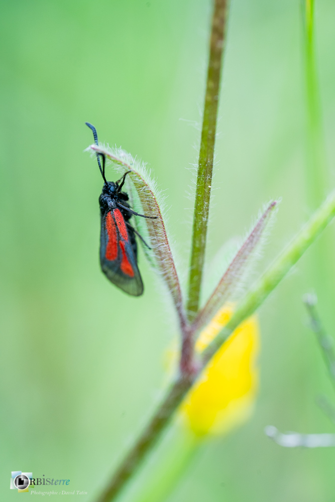 faune, insecte, lépidoptère, papillon, verdon, zygène_43°50'11.715