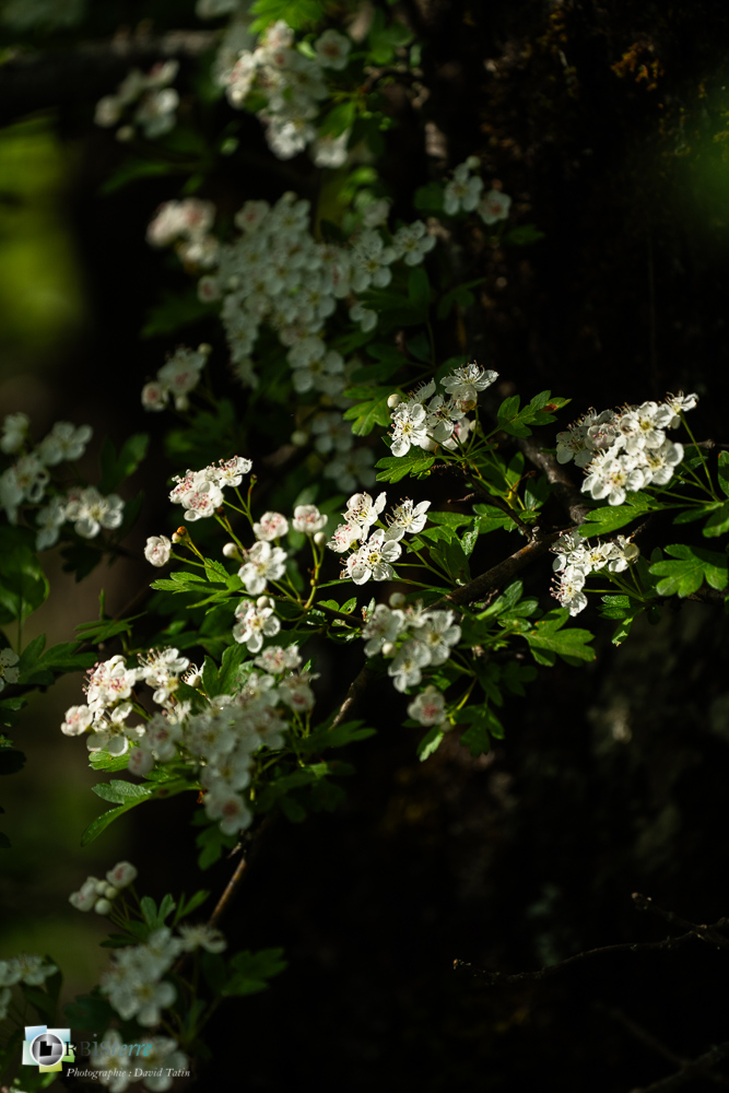 arbuste, aubépine, fleur, verdon_43°50'4.211