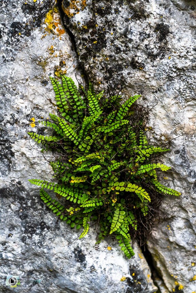 asplenium trichomanes, flore, fougère, verdon_43°50'0.348