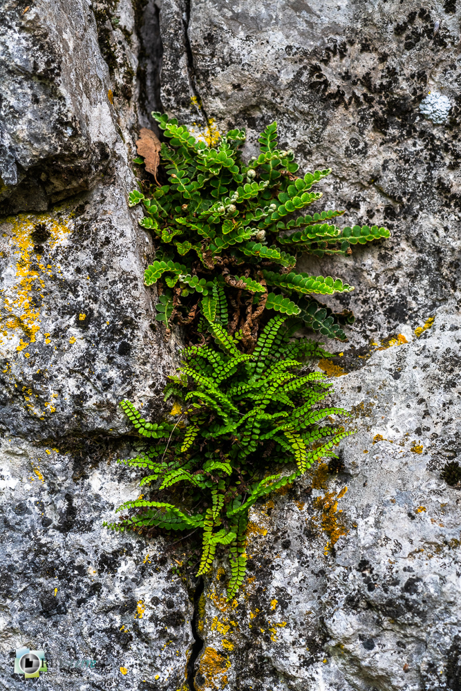 asplenium trichomanes, flore, fougère, verdon_43°50'0.317