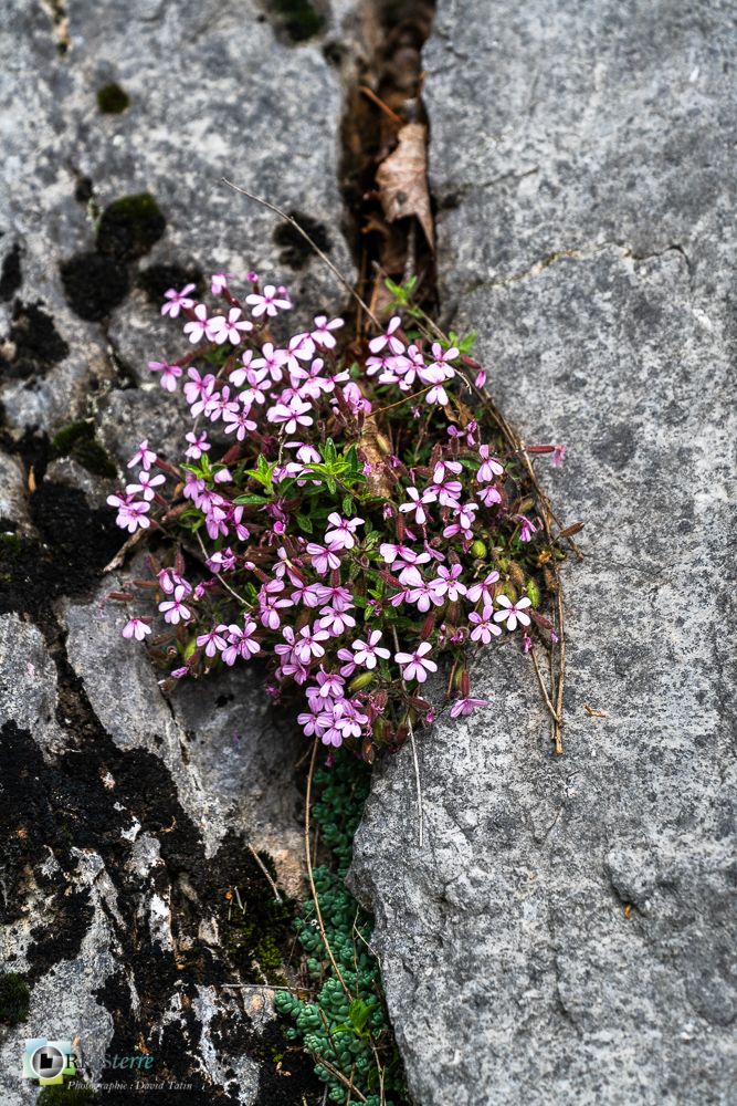 flore, saponaire, verdon_43°49'59.512