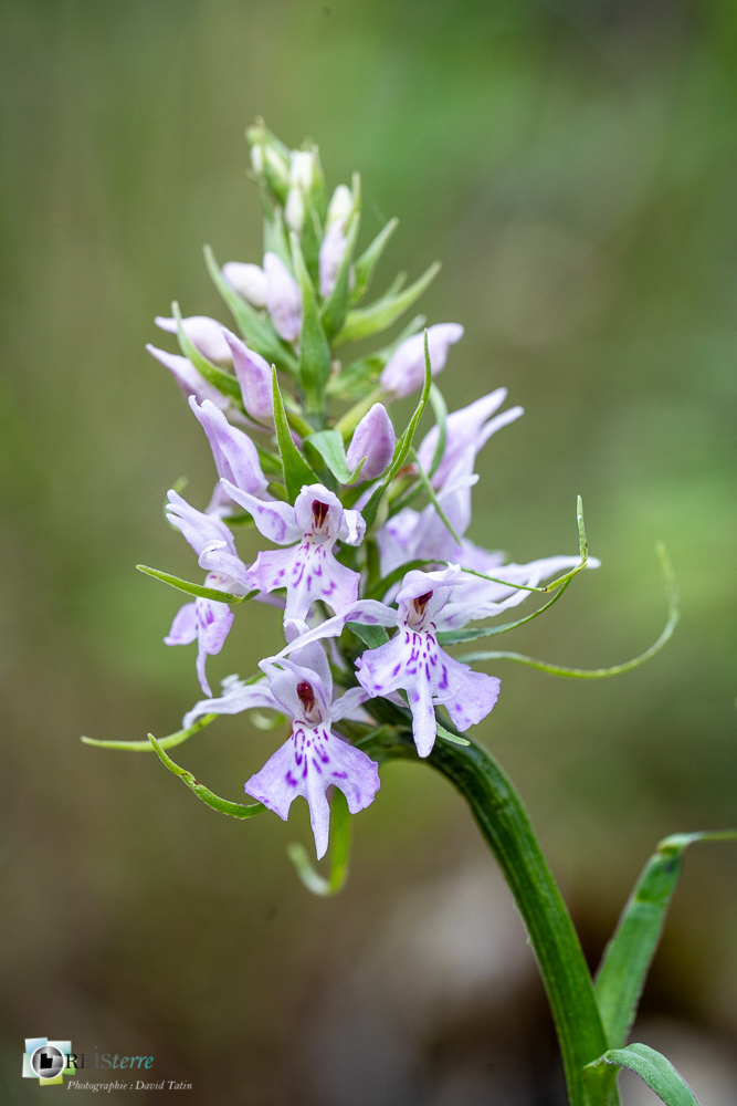 dactylorhiza fuchsii, flore, orchidée, verdon_43°50'7.103