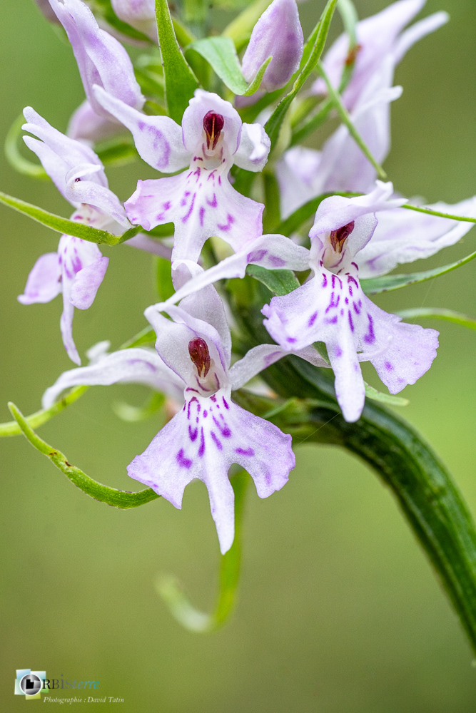 dactylorhiza fuchsii, flore, orchidée, verdon_43°50'7.17