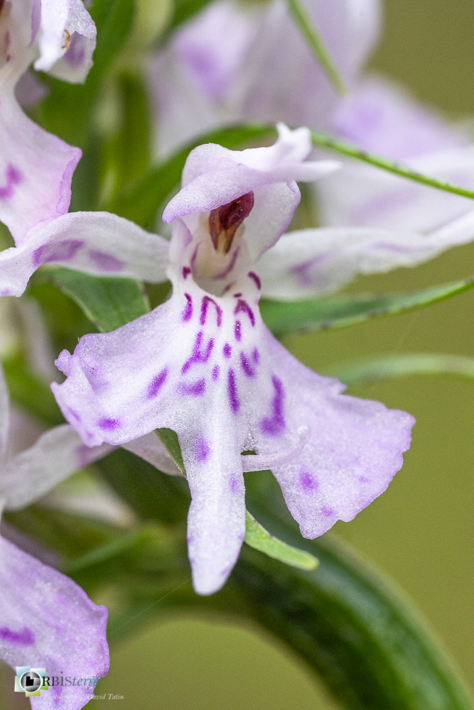 dactylorhiza fuchsii, flore, orchidée, verdon_43°50'7.05