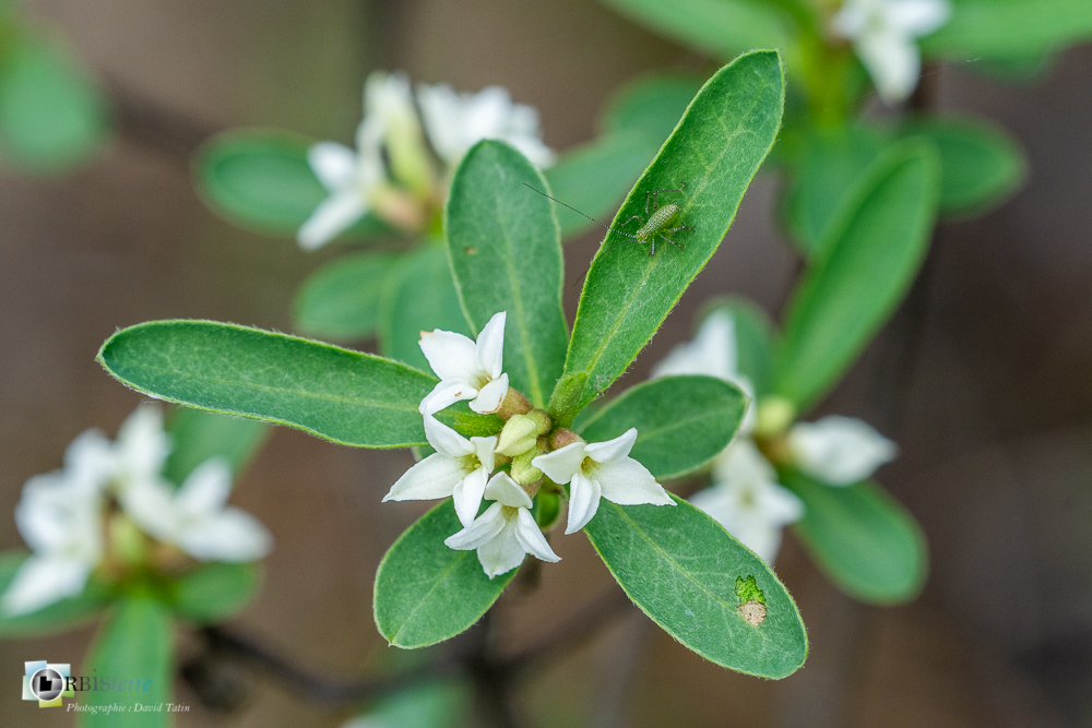 daphne alpina, daphne des alpes, faune, flore, insecte, larve, orthoptère, sauterelle, verdon_43°50'6.526
