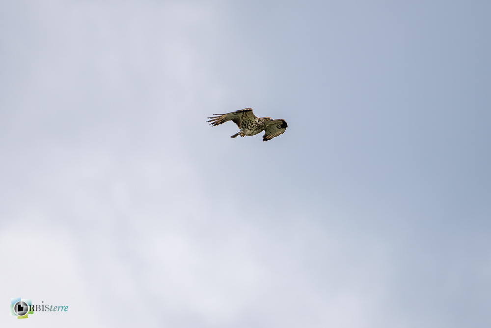bondrée apivore, faune, oiseau, rapace, verdon_43°50'4.712