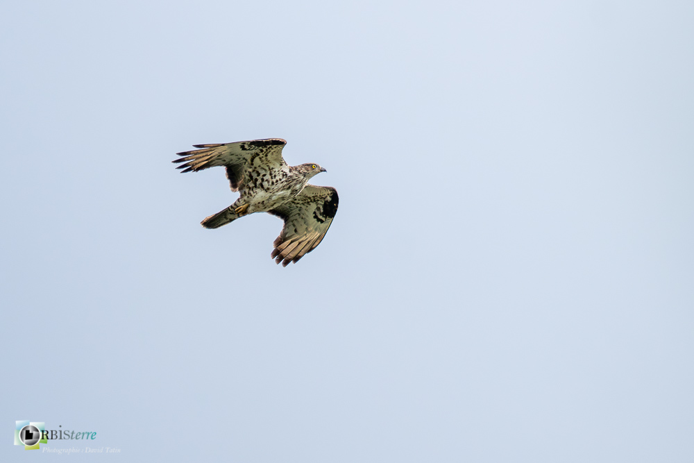 bondrée apivore, faune, oiseau, rapace, verdon_43°50'4.757