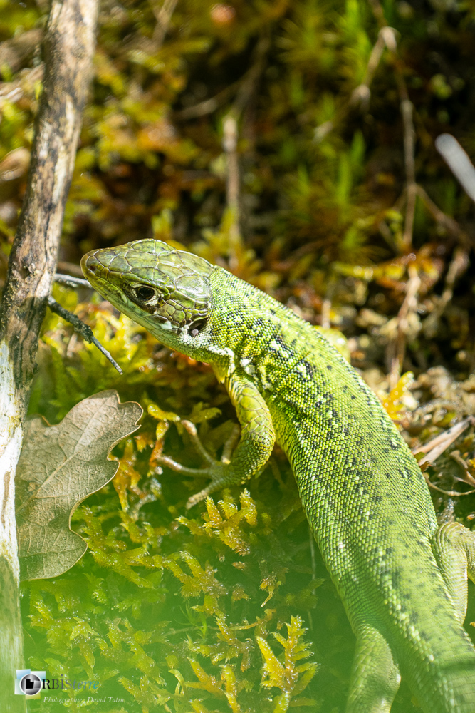 faune, lézard vert, reptile, verdon_43°50'2.31