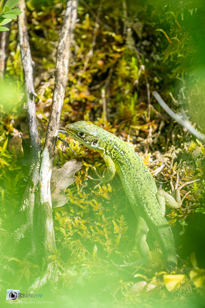 faune, lézard vert, reptile, verdon_43°50'2.31