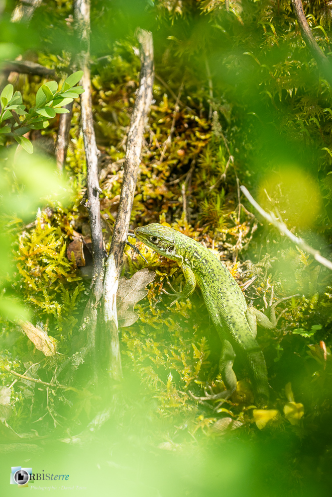 faune, lézard vert, reptile, verdon_43°50'2.31