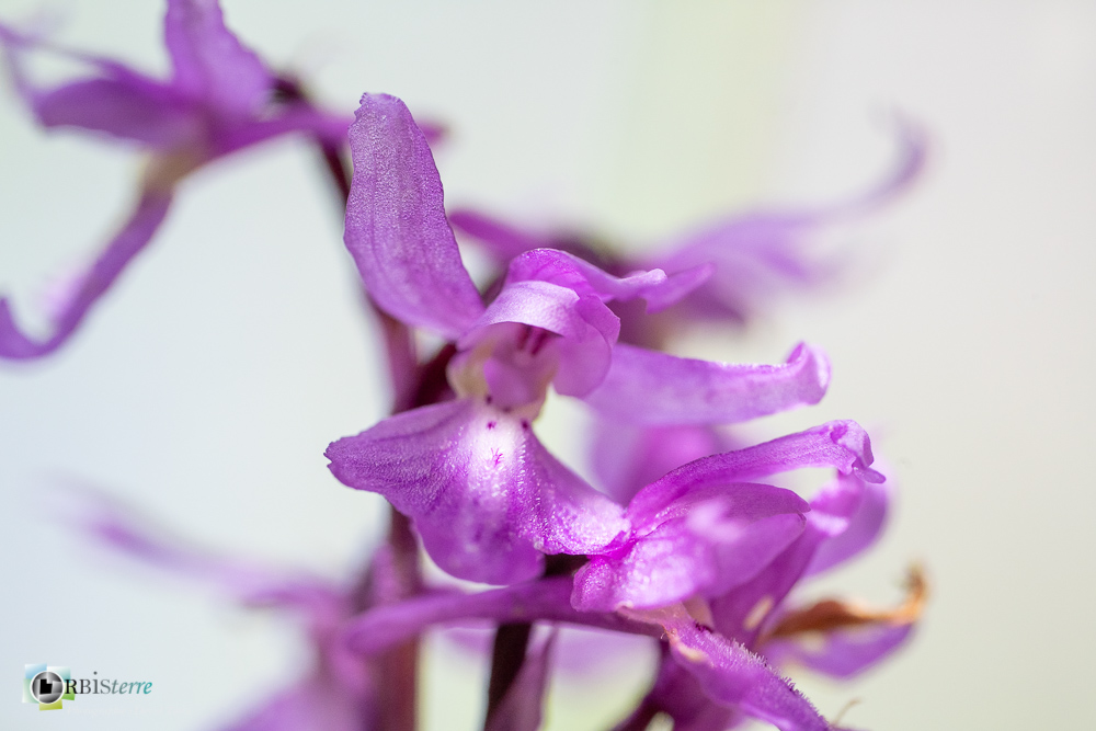 flore, orchidée, orchis mascula, verdon_43°49'56.532