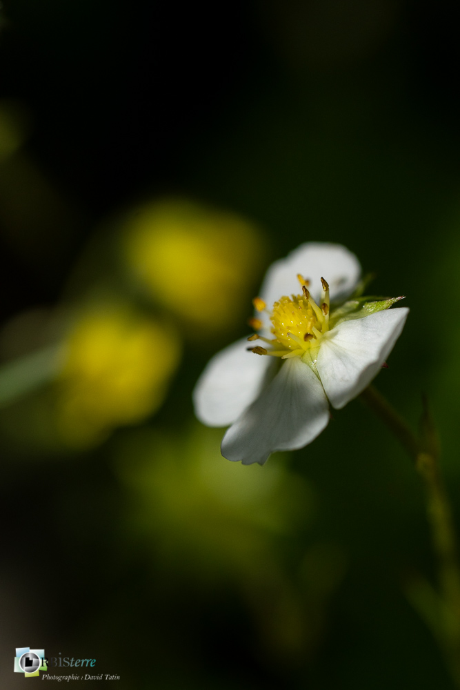 flore, fraise des bois, verdon_43°49'56.586
