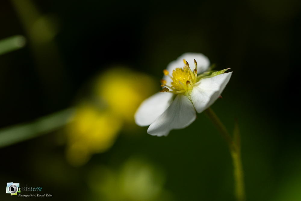 flore, fraise des bois, verdon_43°49'56.586