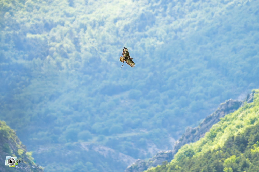 Accipitridae, Accipitridés, Accipitriformes, Aves, Birds, Buse variable, Buteo buteo, Common Buzzard, Oiseaux, Uccelli, Vögel, faune, oiseau, rapace, verdon_43°49'54.154