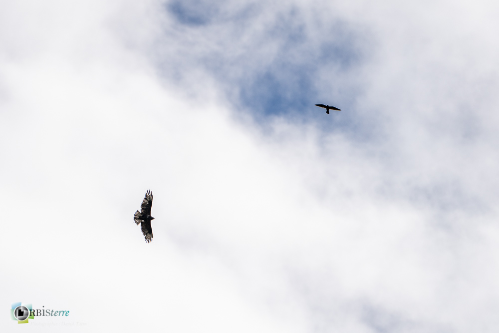 Accipitridae, Accipitridés, Accipitriformes, Aves, Birds, Buse variable, Buteo buteo, Common Buzzard, Oiseaux, Uccelli, Vögel, fauncon crécerelle, faune, oiseau, rapace, verdon_43°49'54.136