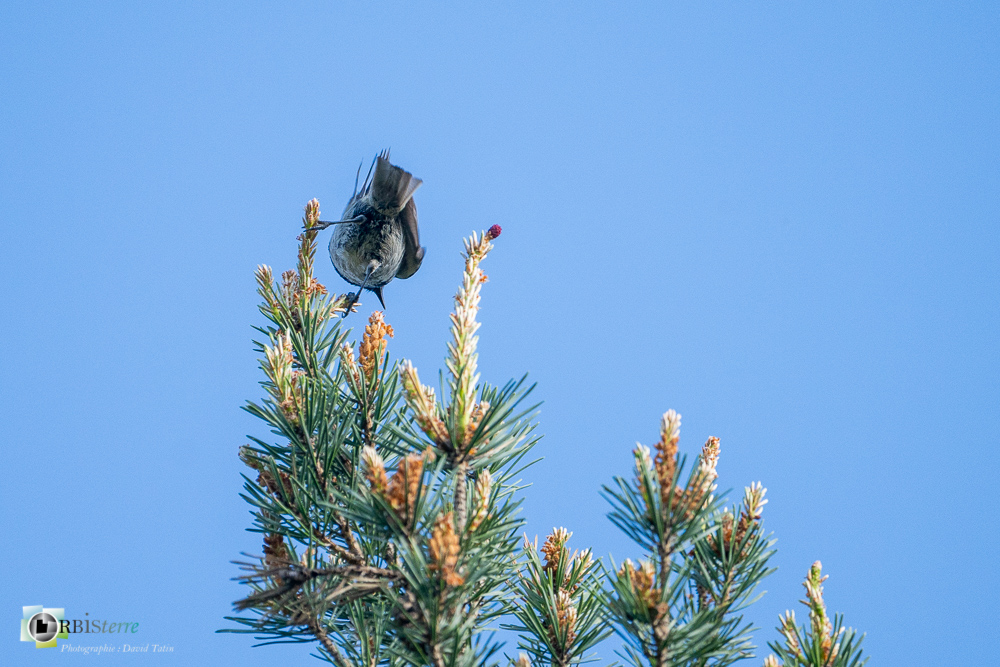 Aves, Birds, Marsh Tit, Mésange nonnette, Oiseaux, Paridae, Paridés, Passériformes, Poecile palustris, Uccelli, Vögel, faune, oiseau, verdon_43°50'9.5945
