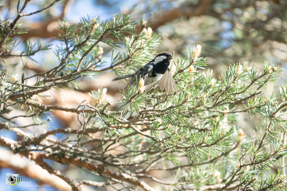 Aves, Birds, Marsh Tit, Mésange nonnette, Oiseaux, Paridae, Paridés, Passériformes, Poecile palustris, Uccelli, Vögel, faune, oiseau, verdon_43°50'9.5945