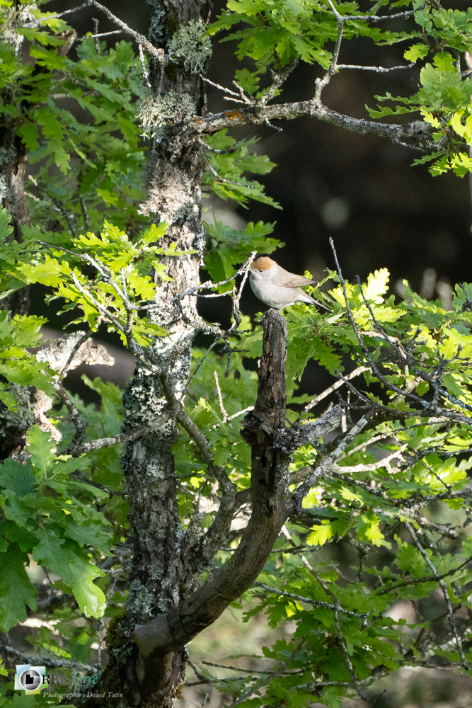 Aves, Birds, Eurasian Blackcap, Fauvette à tête noire, Oiseaux, Passériformes, Sylvia atricapilla, Sylviidae, Sylviidés, Uccelli, Vögel, faune, oiseau, verdon_43°50'9.5945