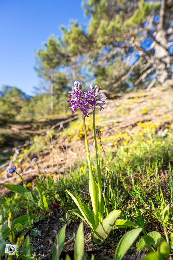 flore, orchidée, orchis militaris, verdon_43°51'48.475