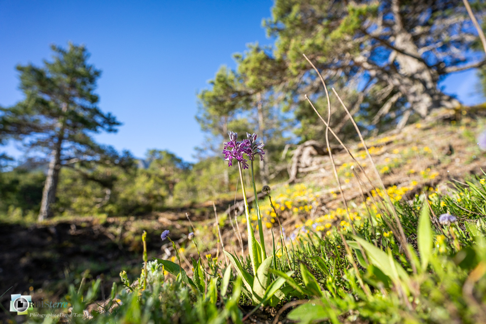 flore, orchidée, orchis militaris, verdon_43°51'48.426