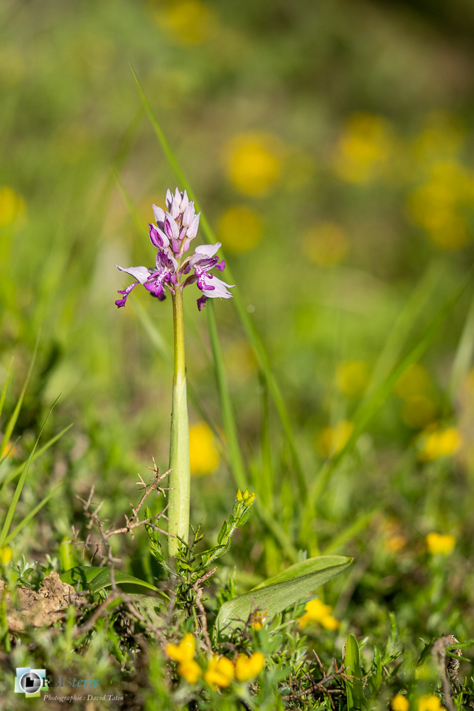 flore, orchidée, orchis militaris, verdon_43°51'47.927