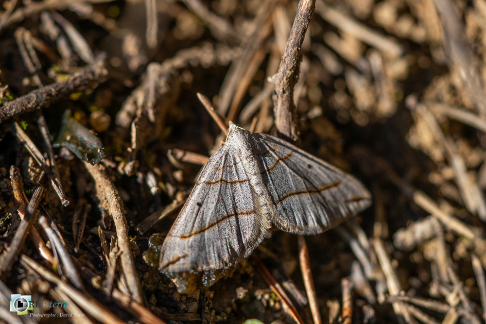 faune, insecte, lépidoptère, noctuelle, papillon, verdon_43°51'48.39