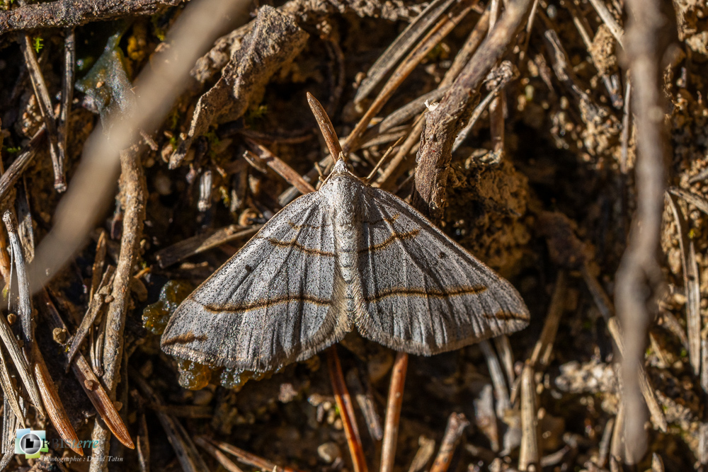 faune, insecte, lépidoptère, noctuelle, papillon, verdon_43°51'48.318