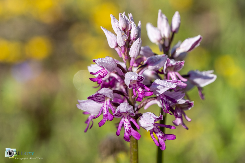 flore, orchidée, orchis militaris, verdon_43°51'48.335