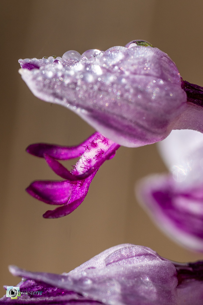 flore, orchidée, orchis militaris, verdon_43°51'48.3