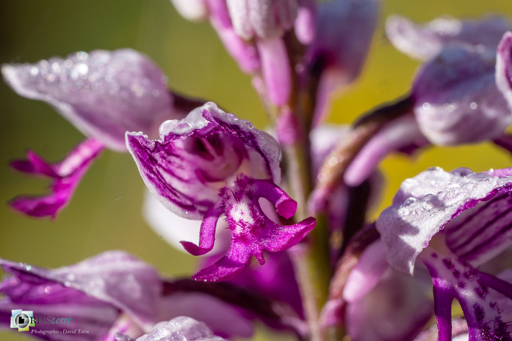 flore, orchidée, orchis militaris, verdon_43°51'48.348