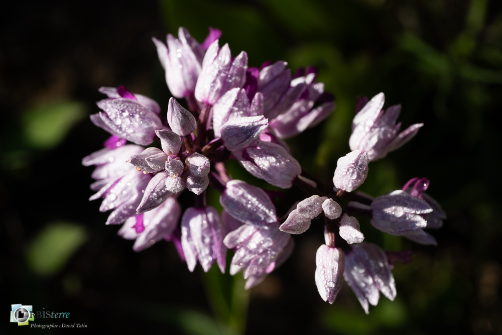 flore, orchidée, orchis militaris, verdon_43°51'48.501