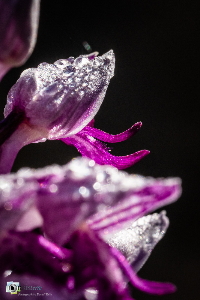 flore, orchidée, orchis militaris, verdon_43°51'48.375
