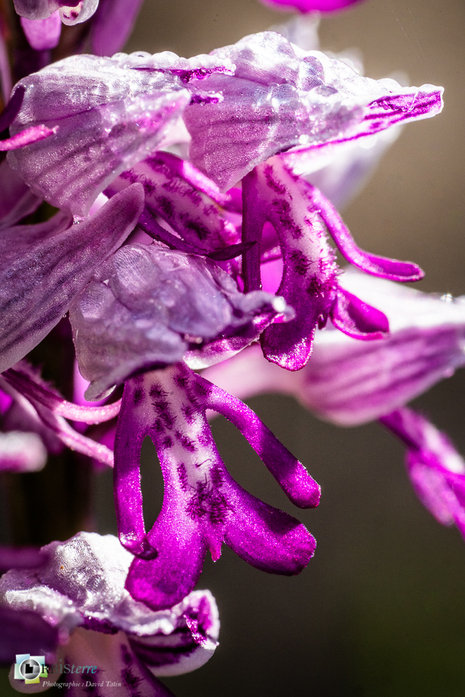 flore, orchidée, orchis militaris, verdon_43°51'47.732