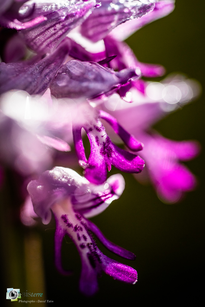 flore, orchidée, orchis militaris, verdon_43°51'48.124