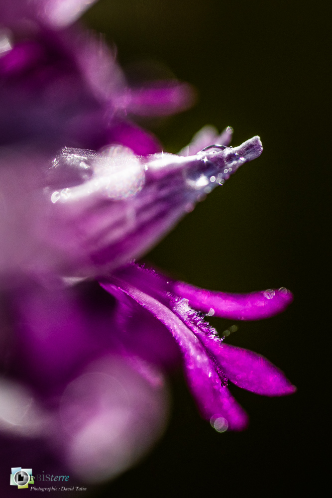 flore, orchidée, orchis militaris, verdon_43°51'48.114