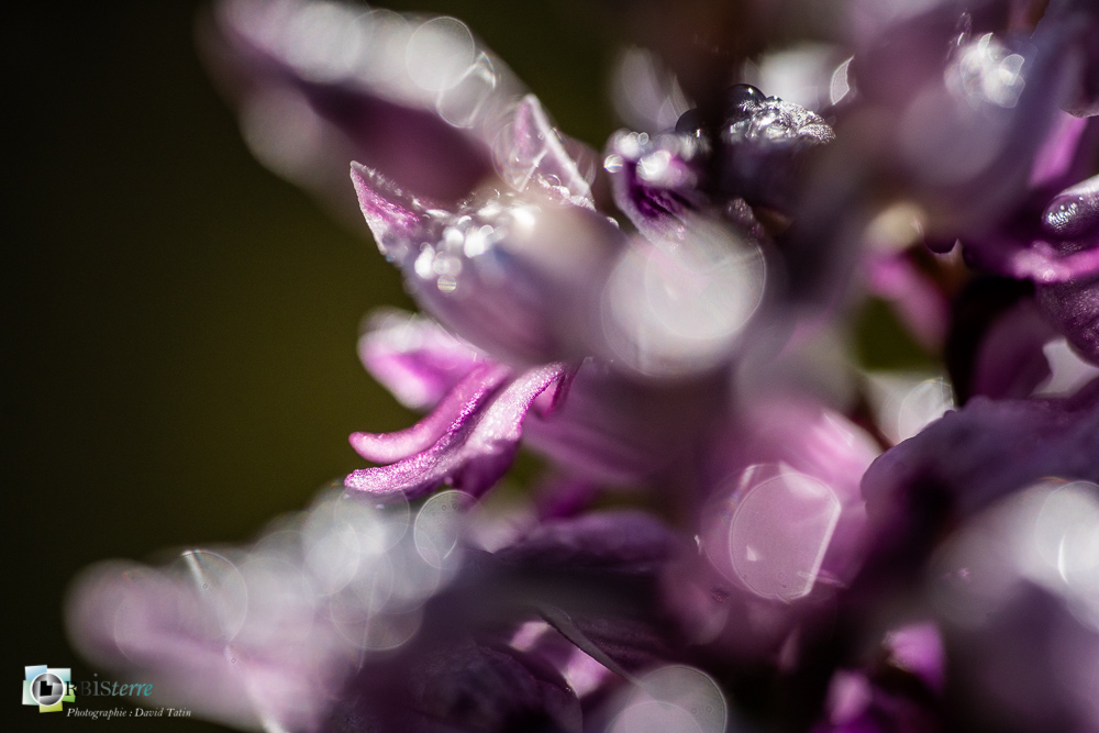 flore, orchidée, orchis militaris, verdon_43°51'48.165