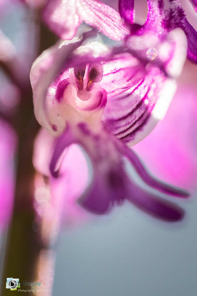 flore, orchidée, orchis militaris, verdon_43°51'48.429