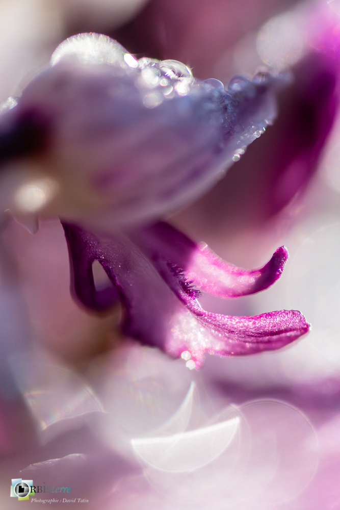 flore, orchidée, orchis militaris, verdon_43°51'48.426