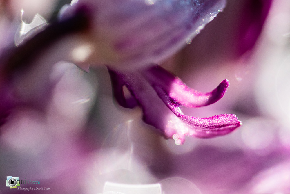 flore, orchidée, orchis militaris, verdon_43°51'48.426