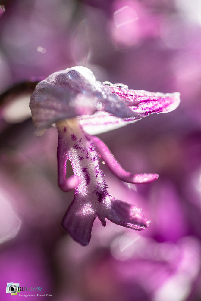 flore, orchidée, orchis militaris, verdon_43°51'48.426