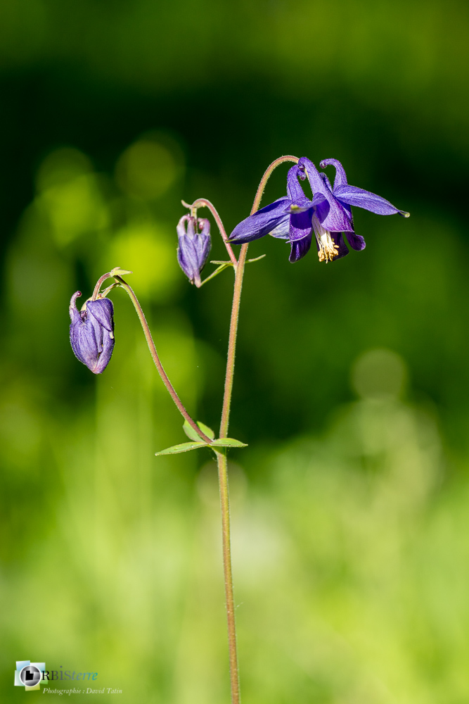 ancolie, aquilegia alpina, flore, verdon_43°51'49.055