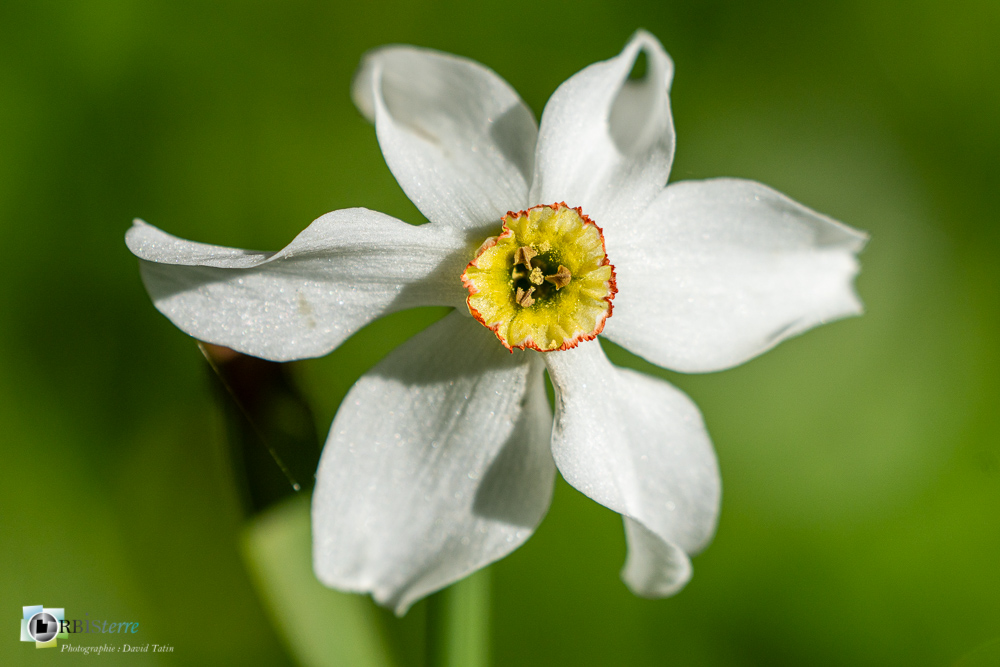flore, narcisse des poètes, verdon_43°51'49.008