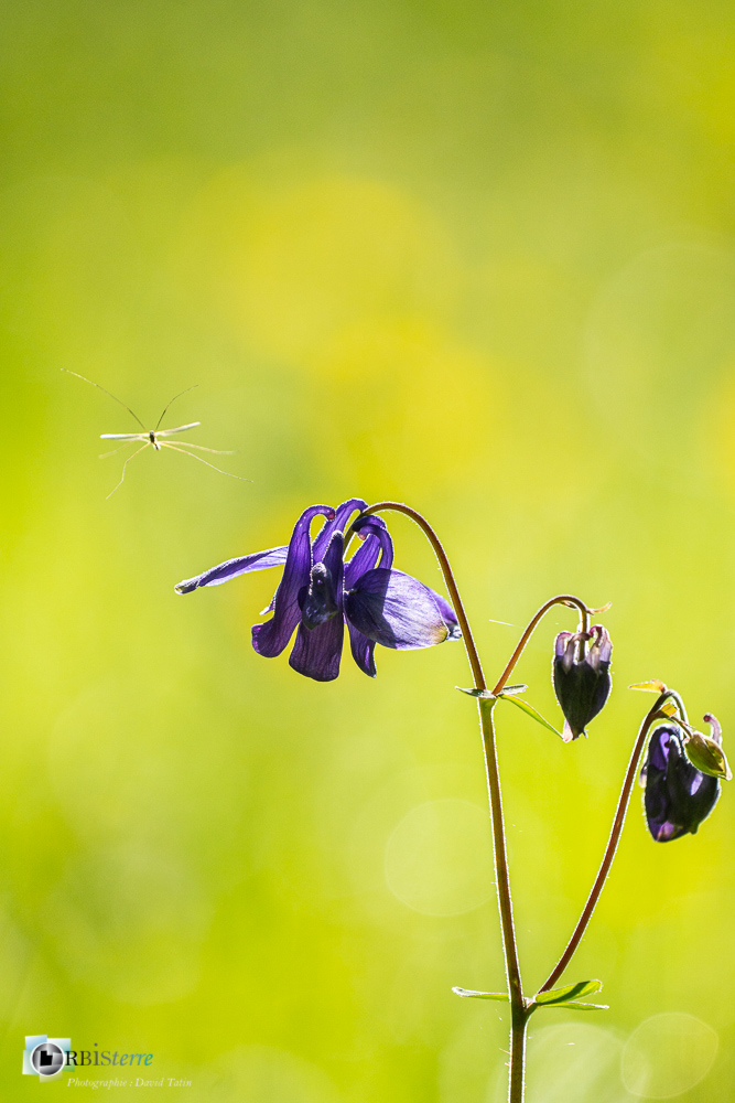ancolie, aquilegia alpina, flore, verdon_43°51'49.077