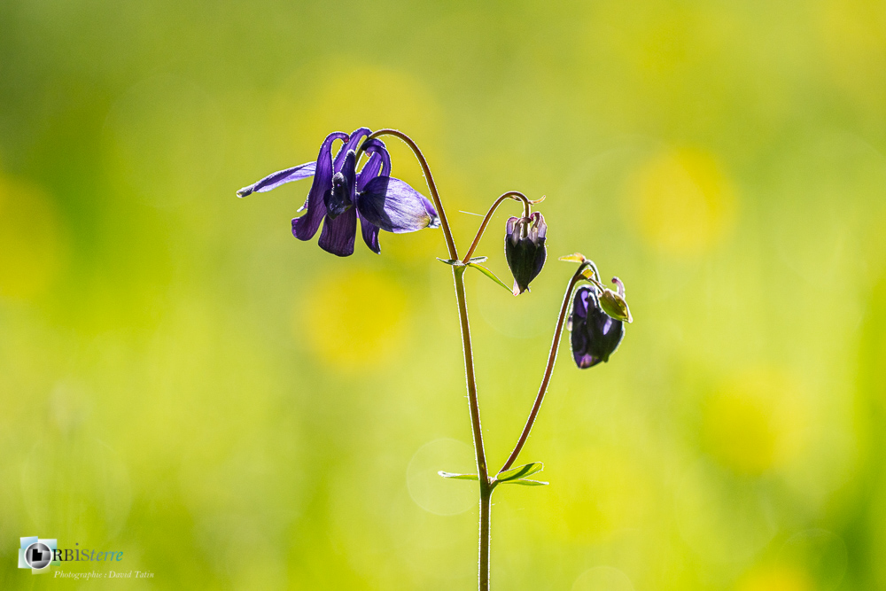 ancolie, aquilegia alpina, flore, verdon_43°51'49.492