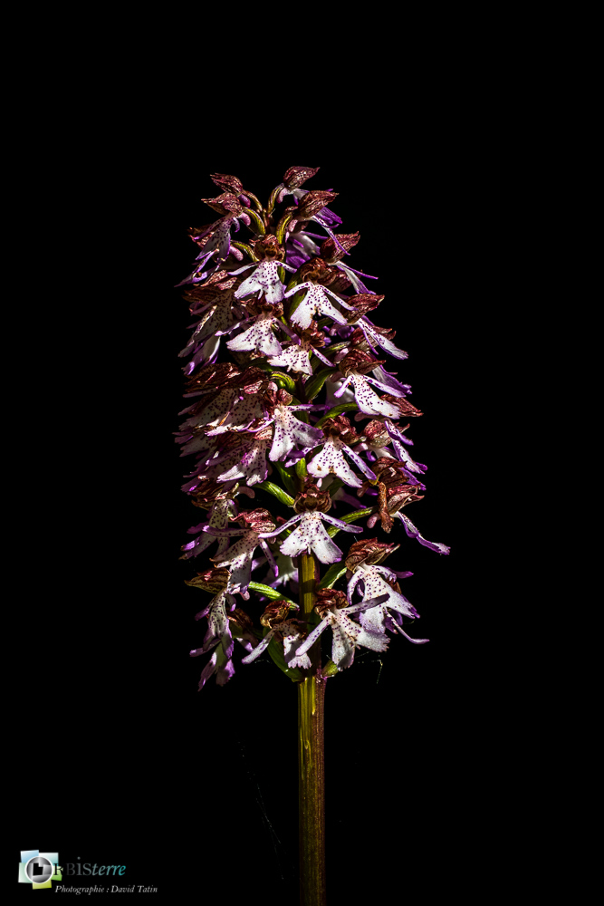 flore, orchidée, orchis purpurea, verdon_43°51'48.827