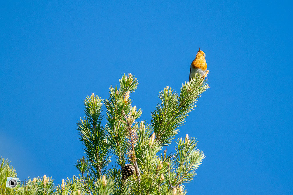 Aves, Birds, Erithacus rubecula, European Robin, Muscicapidae, Muscicapidés, Oiseaux, Passériformes, Rougegorge familier, Uccelli, Vögel, faune, oiseau, verdon_43°51'50.051
