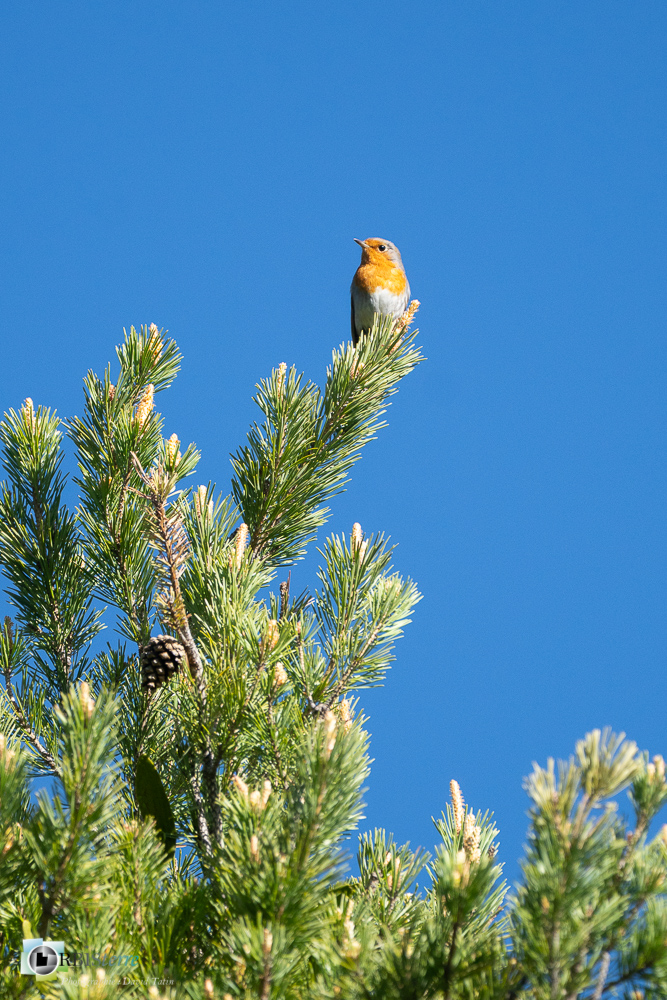 Aves, Birds, Erithacus rubecula, European Robin, Muscicapidae, Muscicapidés, Oiseaux, Passériformes, Rougegorge familier, Uccelli, Vögel, faune, oiseau, verdon_43°51'50.052