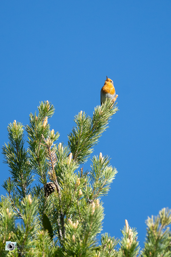 Aves, Birds, Erithacus rubecula, European Robin, Muscicapidae, Muscicapidés, Oiseaux, Passériformes, Rougegorge familier, Uccelli, Vögel, faune, oiseau, verdon_43°51'50.136